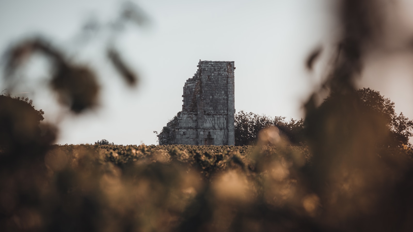 Vignobles de Pessac-Léognan et Graves aux portes de Bordeaux, wine tour en chauffeur privé VTC
